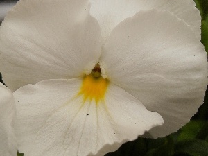 pansy, White