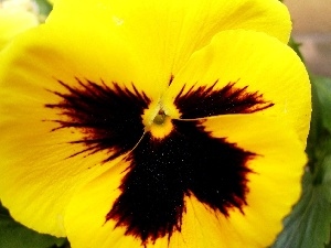 pansy, Yellow