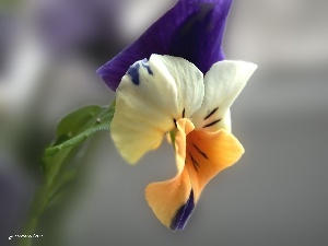 pansy