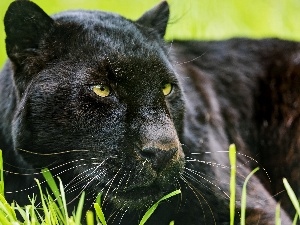 Panther, black