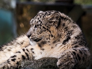 Panther, snow, snow leopard