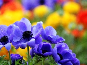 Anemones, Blue