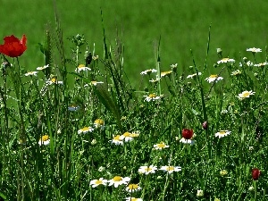 chamomile, papavers, grass