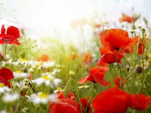 chamomile, papavers, Meadow