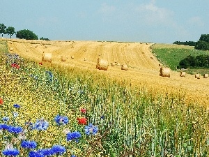 papavers, corn, Field, cornflowers, Meadow