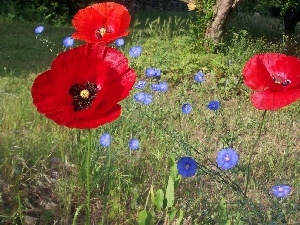 Flowers, papavers, Meadow