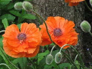 papavers, forest