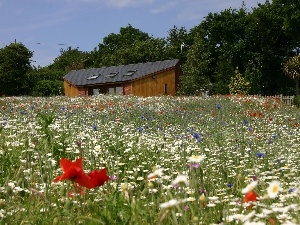 papavers, camomiles, Meadow, House, cornflowers