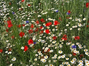 papavers, cornflowers, Meadow, Flowers