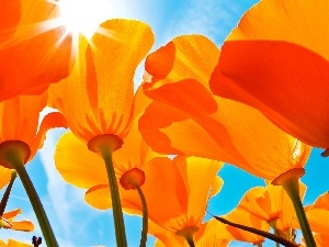 papavers, Orange