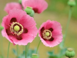 papavers, Pink