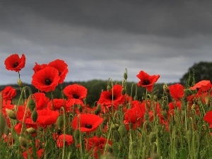 papavers, Red