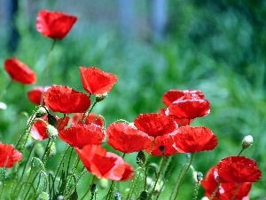 papavers, Red