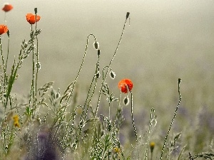 papavers, Red