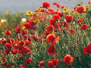 papavers, Red