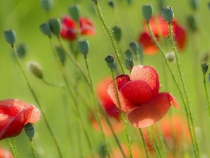 papavers, Red