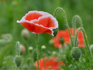 papavers, Red