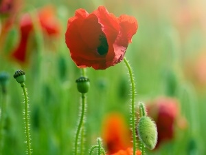 papavers, Red