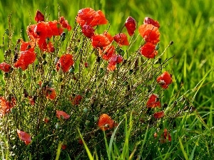 papavers, Red