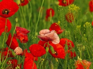 papavers, Red