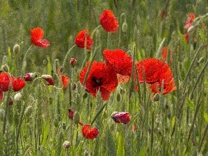 papavers, Red