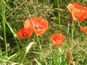 Red, papavers, Meadow