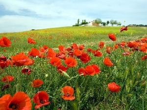 Red, papavers, Meadow