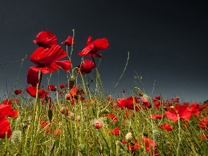 papavers, Red