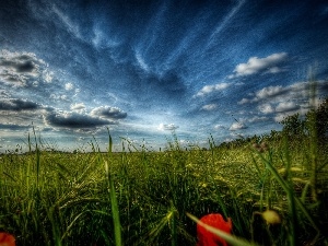 Sky, papavers, grass