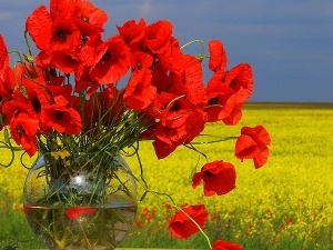 papavers, Vase, Sky, Meadow