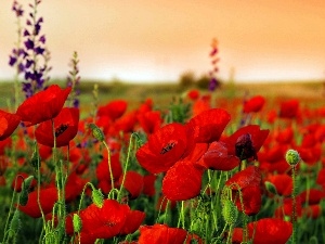 papavers, Meadow, west, sun