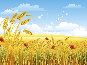 wheat, papavers, corn