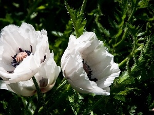 papavers, White