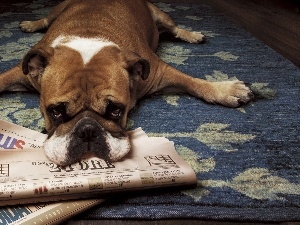 dog, Paper, bored