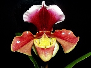 Paphiopedilum, Latin, Sabotek, name