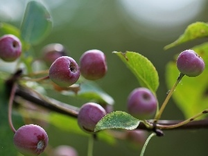 Fruits, Paradise Apples