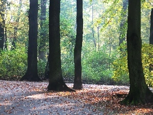 Park, Autumn