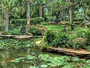 lilies, Pond - car