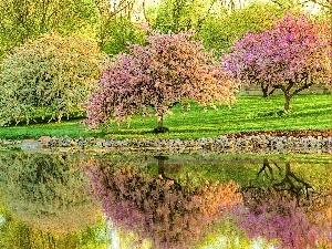 Park, River, flourishing, Sapling