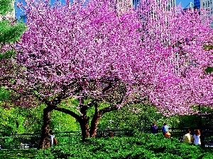 Park, viewes, flourishing, trees