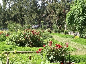 Bush, trees, Flower-beds, viewes, lane, ##, flowers, park