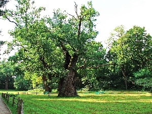 Park, Rogalin, old, oaks