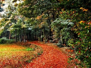 Park, viewes, autumn, Path, trees