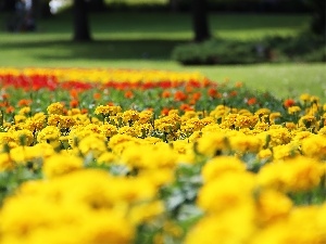 Tagetes, Park, Turki