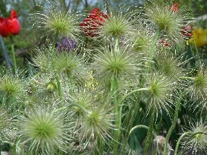 pasque, seedheads