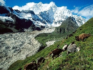 Mountains, pasture, Tibet