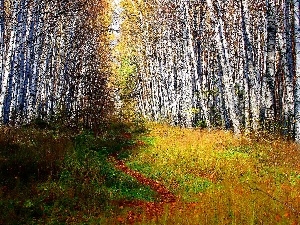 birch, Path, forest