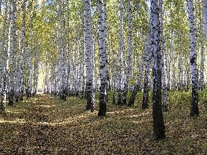 forest, Path, birch