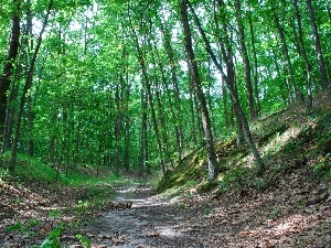 forest, Path, oak