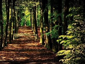 Path, forest